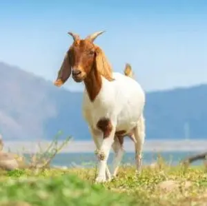 Goat