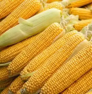 Maize