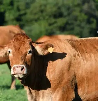 Cow
